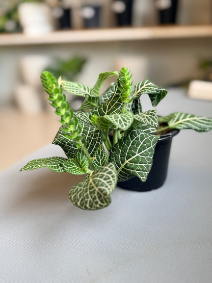 Fittonia Ángel White 4”