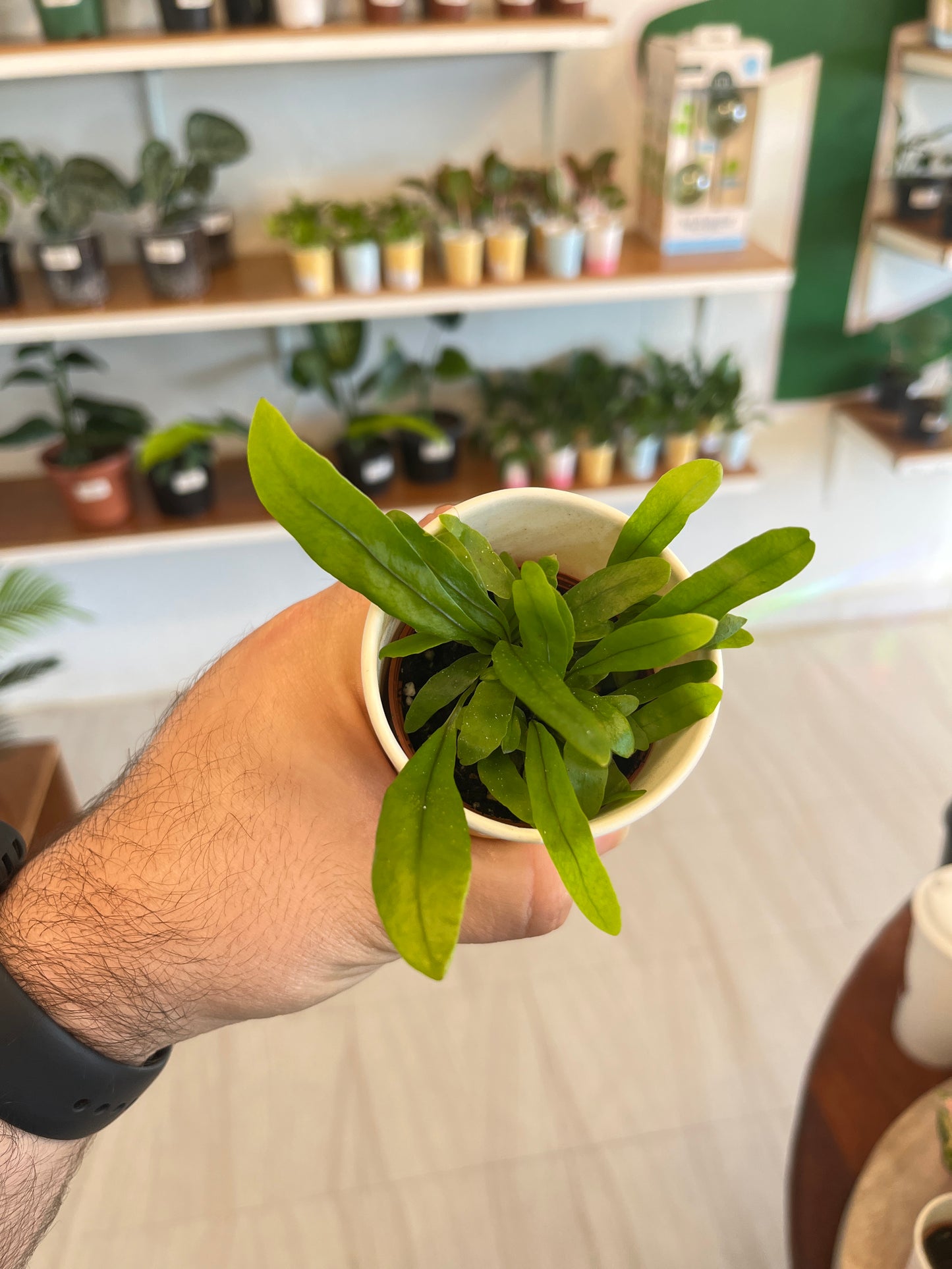 Birds Nest Fern 2”