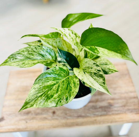 Potho Marble Queen 6”