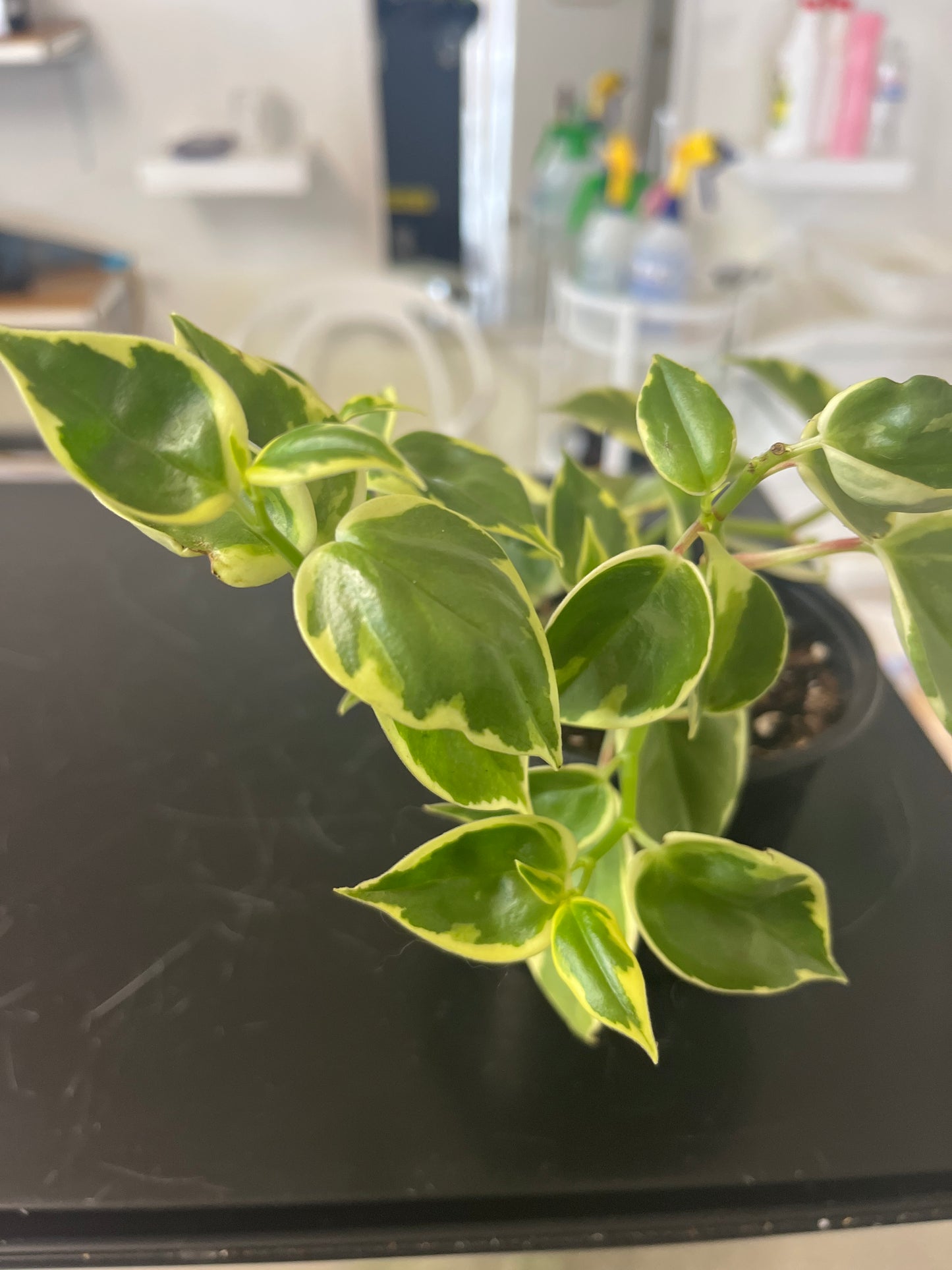 Peperomia Orba Variegata 5”
