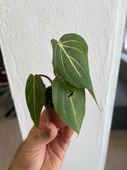 Philodendron Gloriosum 2”