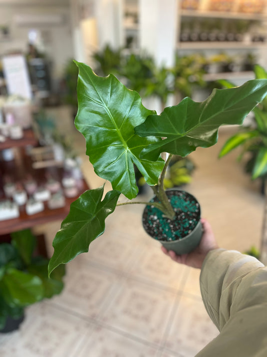 Alocasia Green Zebrina 6”