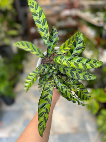 Calathea Rattlesnake