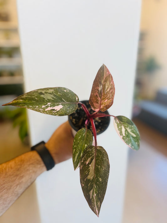 Philodendron Pink Princess 3”