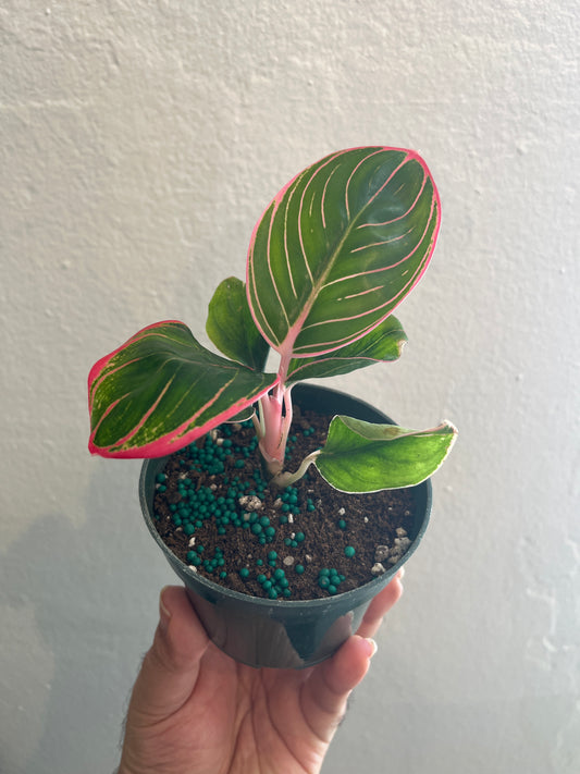 Aglaonema khanza 4”