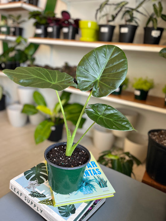 Alocasia Wentii 6”