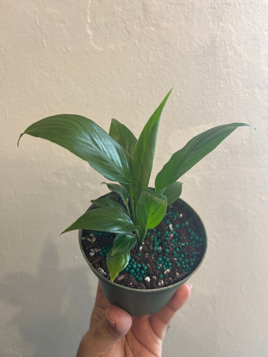 Lirio de la Paz/ Cuna de Moisés 4”