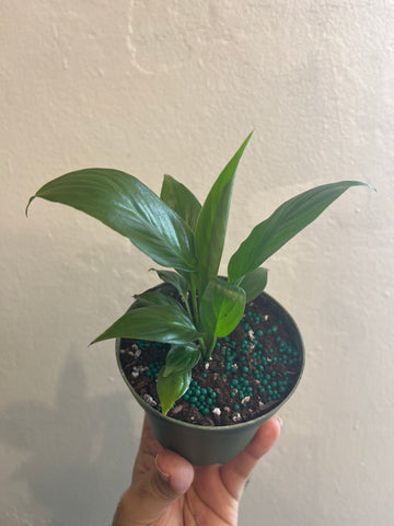 Lirio de la Paz/ Cuna de Moisés 4”
