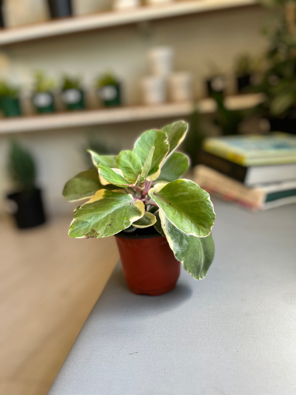 Kalanchoe Variegata Multicolores 4”