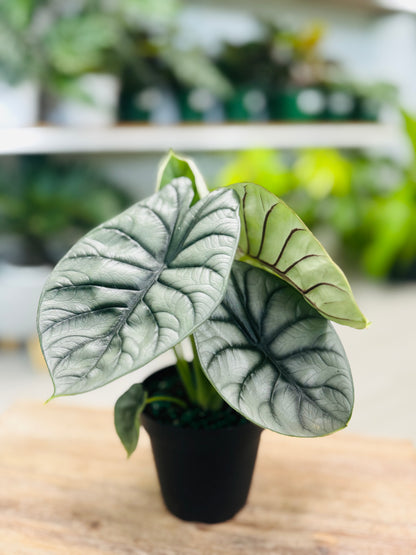 Alocasia Silver Dragon