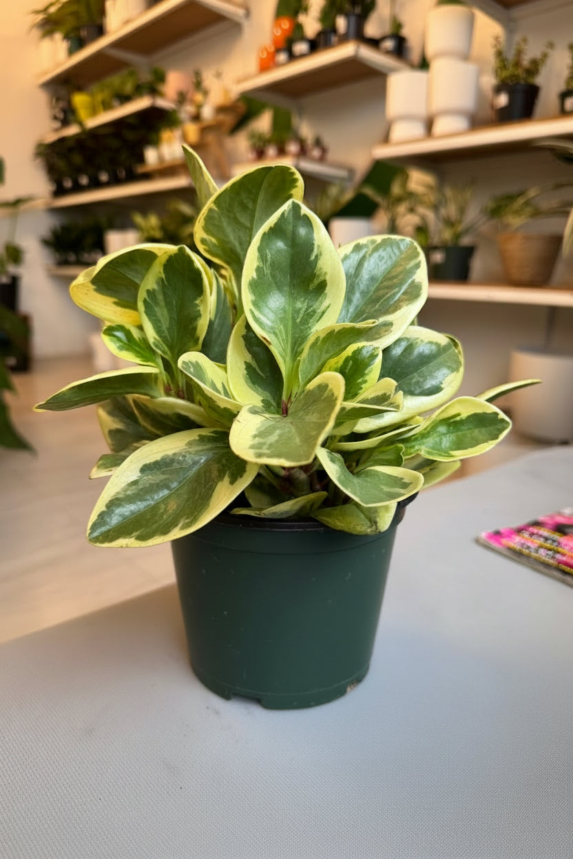 Peperomia Obtusifolia 6”
