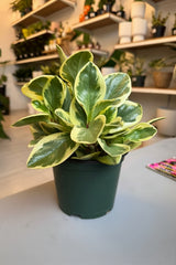 Peperomia Obtusifolia 6”