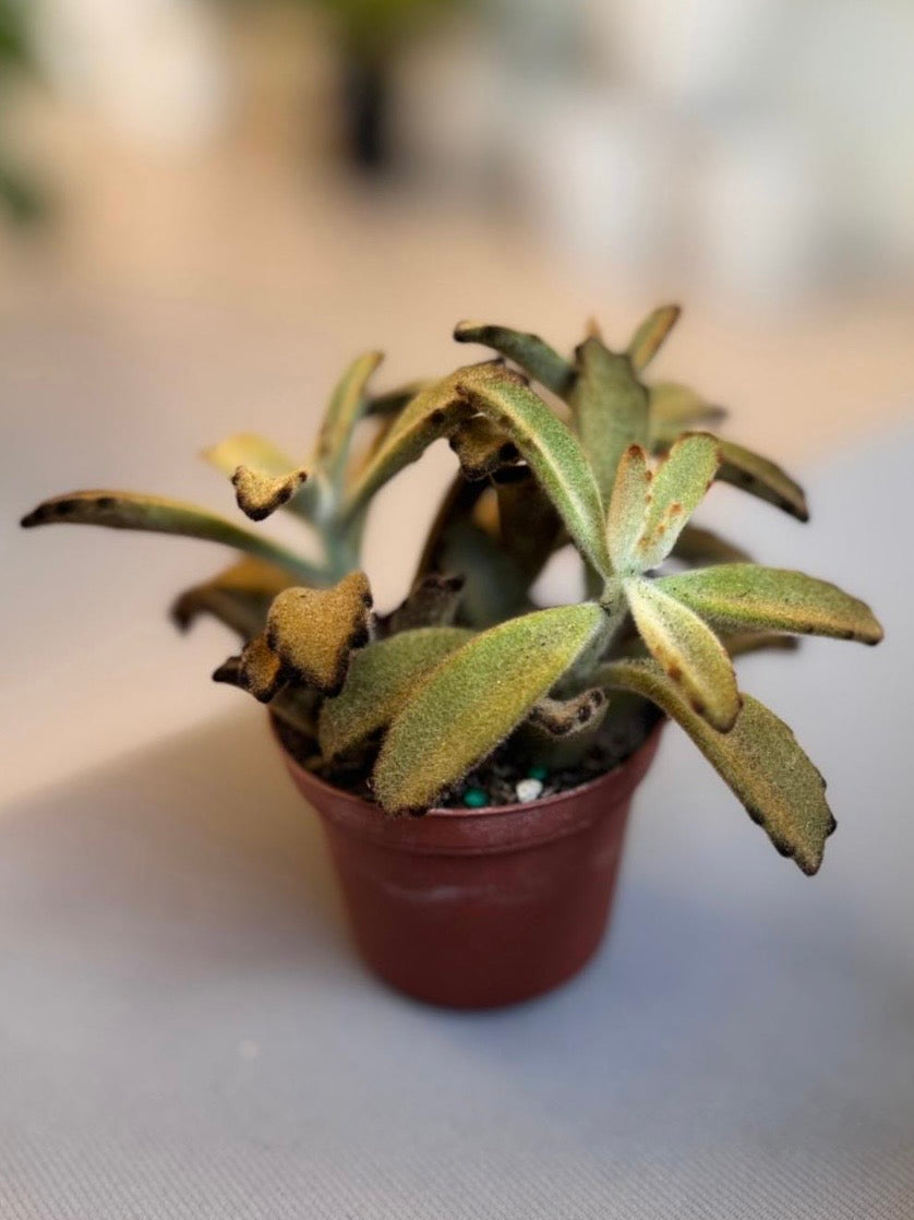 Kalanchoe Tomentosa “Chocolate Soldier”