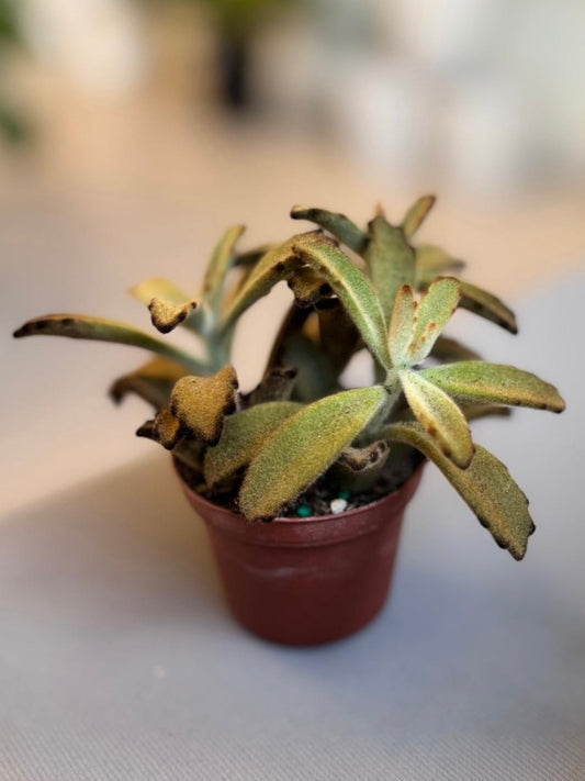 Kalanchoe Tomentosa “Chocolate Soldier”