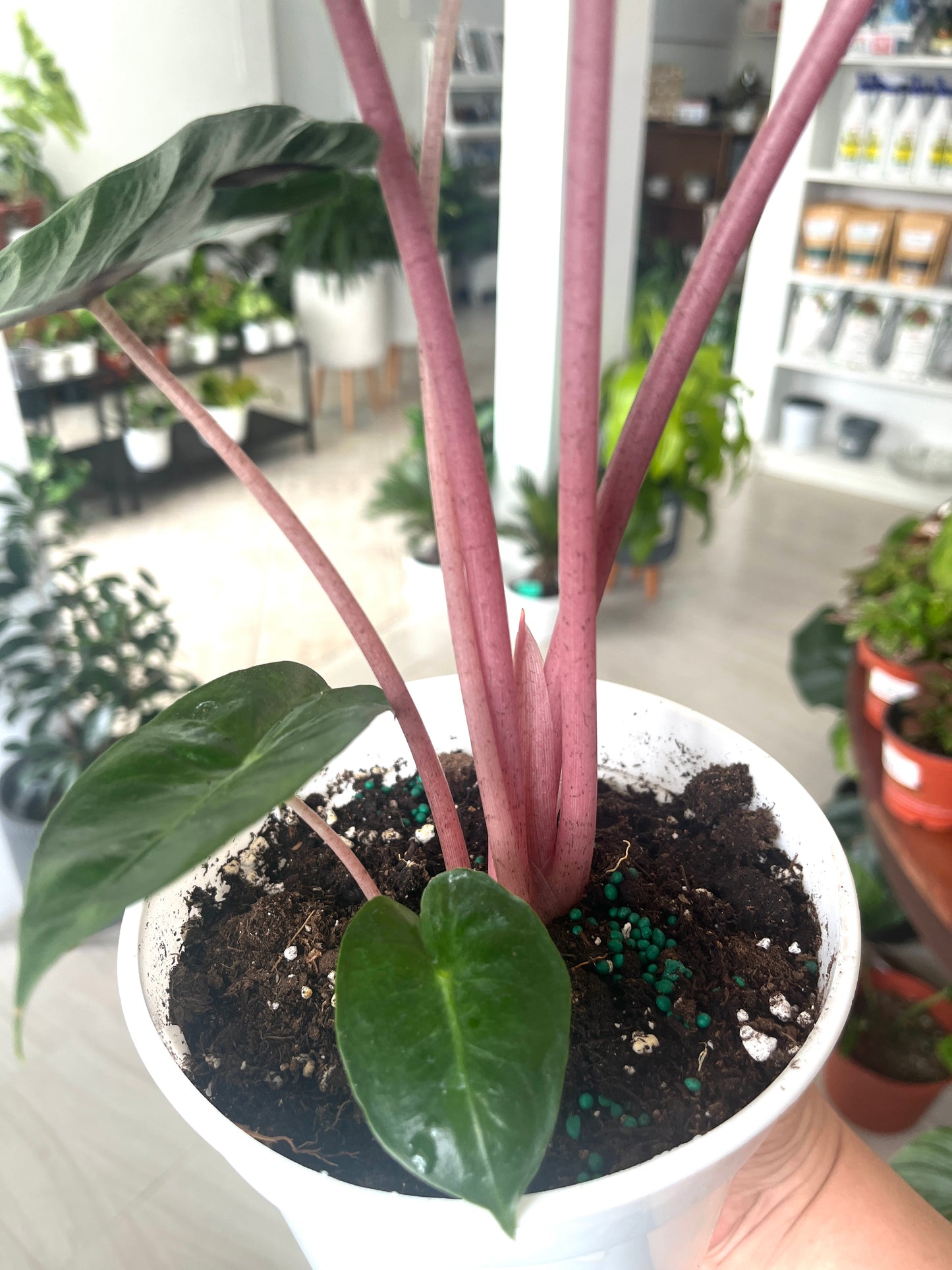 Alocasia Pink Dragon