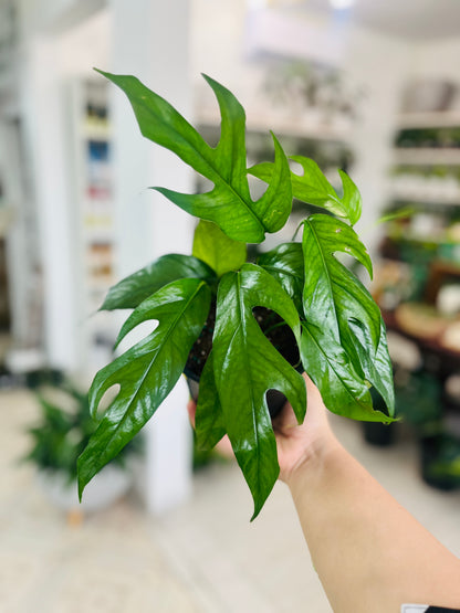 Pothos Baltic Blue