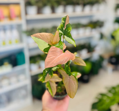 Syngonium Red Spot Tricolor