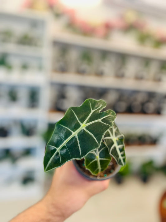 Alocasia Polly 3”