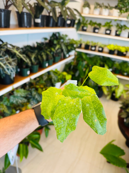 Calathea Network