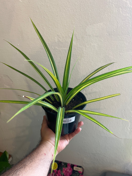 Pandanus 6”