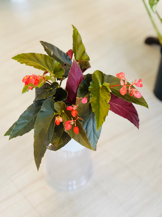 Torch Angel Wing Begonia