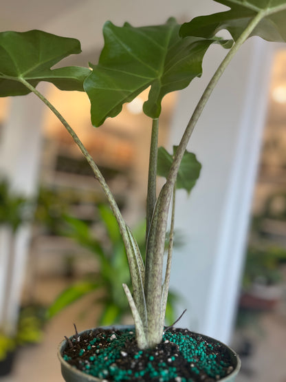 Alocasia Green Zebrina 6”