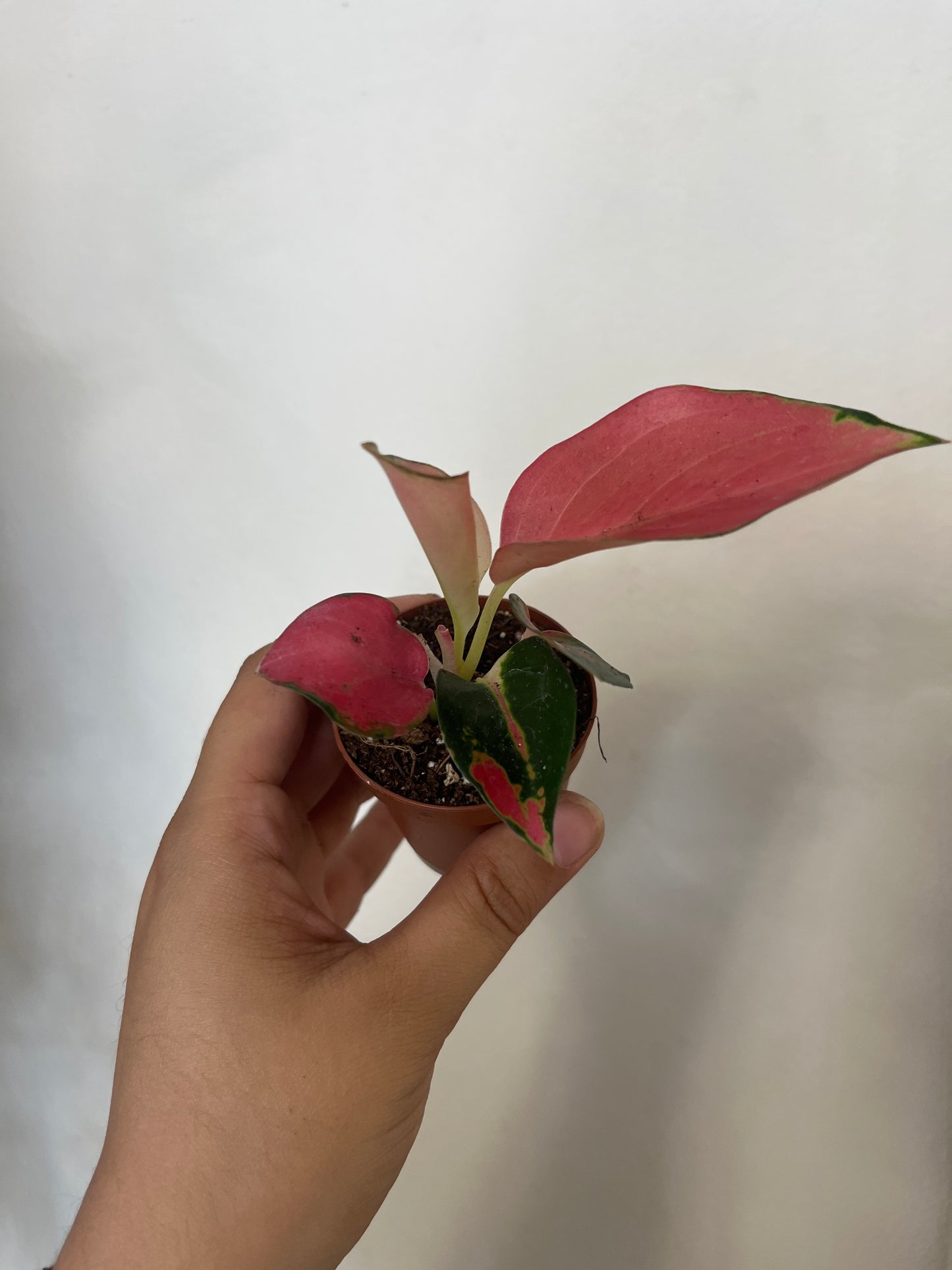 Aglaonema Pink Glow 2”