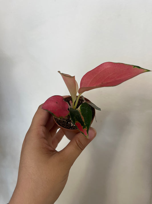 Aglaonema Pink Glow 2”