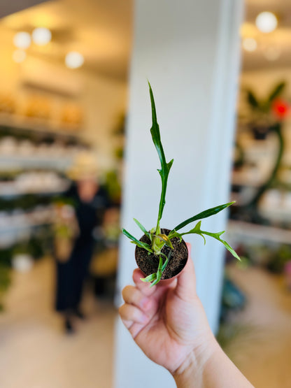 Philodendron Tortum 2"