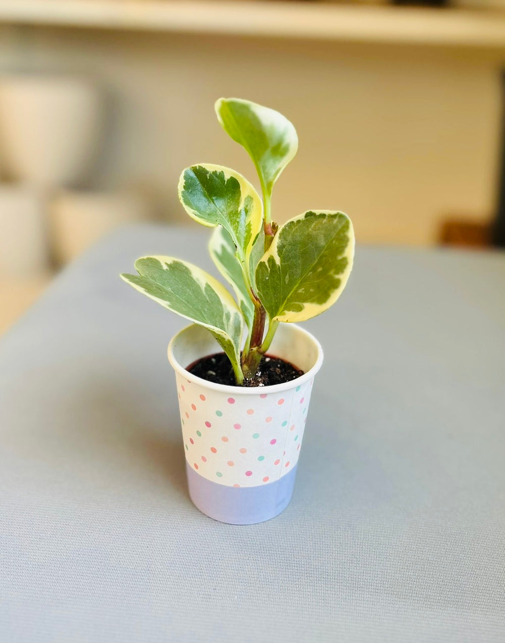Golden Gate Peperomia 2”