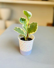 Golden Gate Peperomia 2”