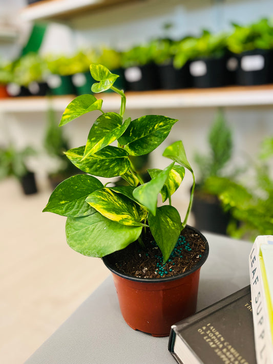 Pothos Hawaiian 5”