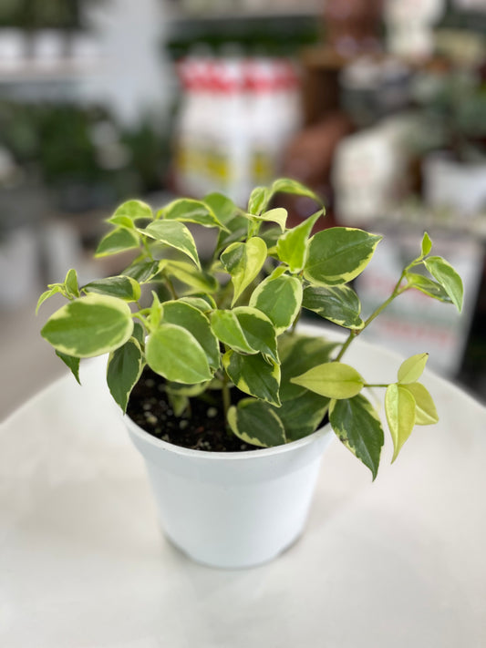 Variegated Cupid Peperomia