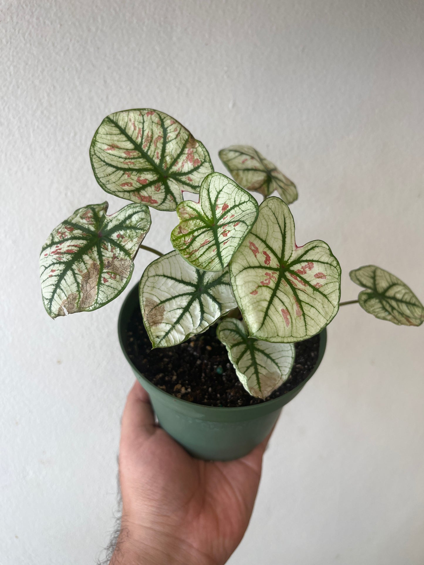 Caladium Strawberry Star 5”