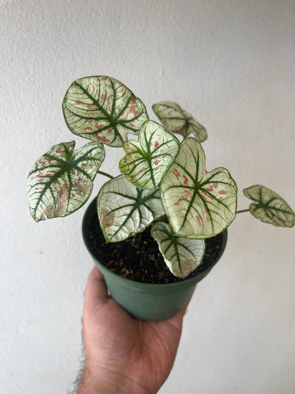 Caladium Strawberry Star 5”