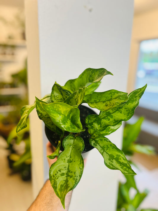 Aglaonema Silver Queen 6”