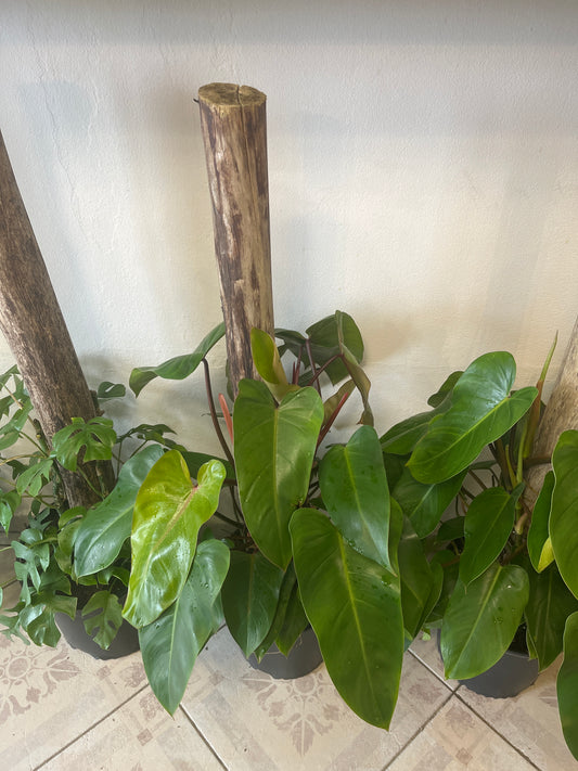 Tronco de Brasil con Philo Erubescens Red 2g