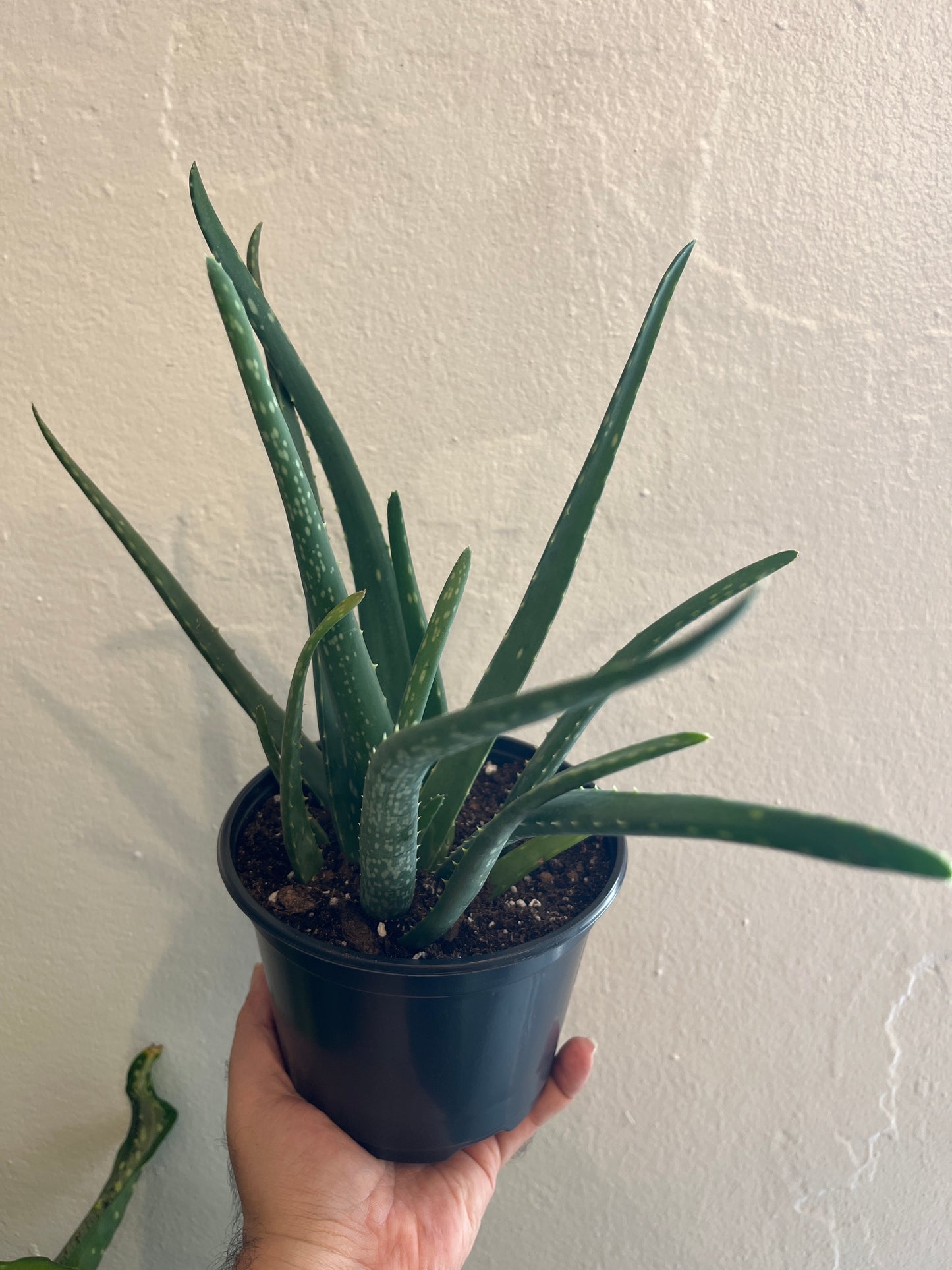 Aloe Vera (sábila) 6”