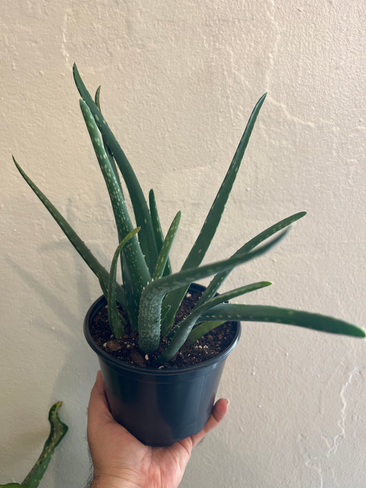 Aloe Vera (sábila) 6”