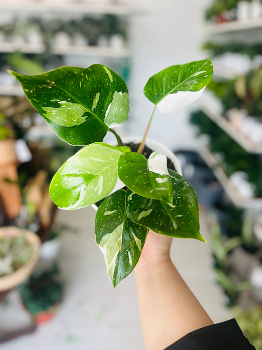 White Princess Philodendron