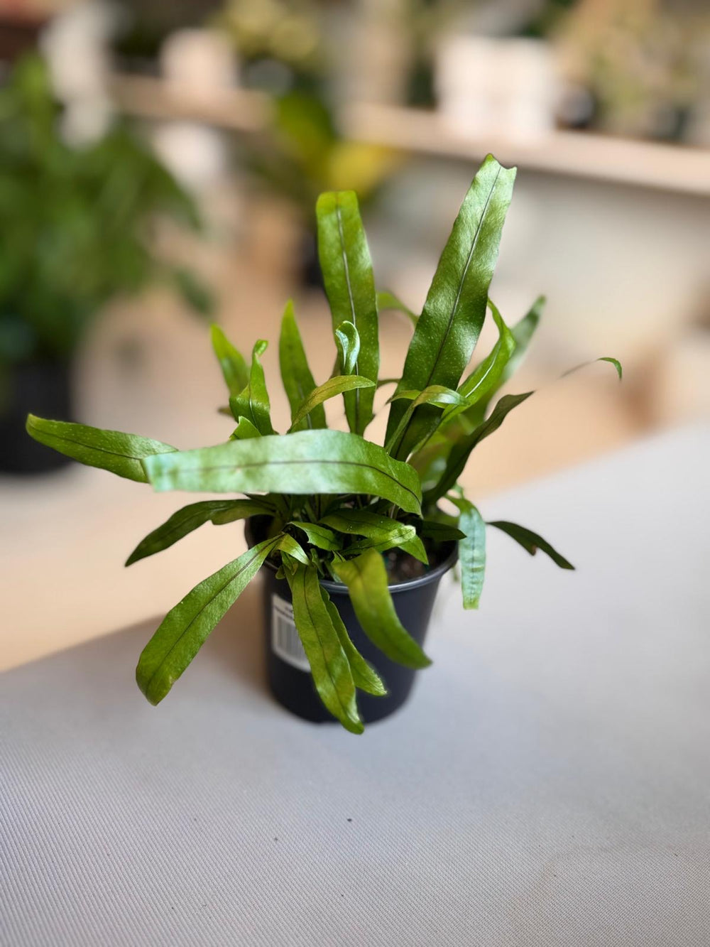 Bird Nest Fern 4”