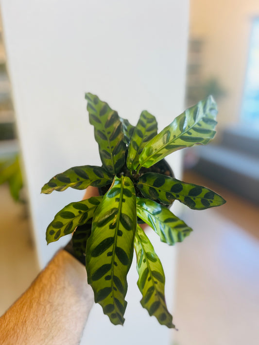 Calathea Rattlesnake 4”
