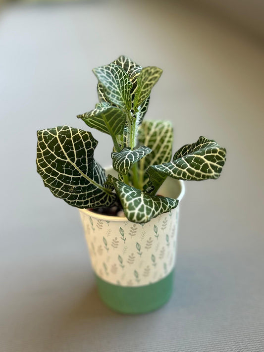 Fittonia Angel White