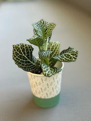 Fittonia Angel White