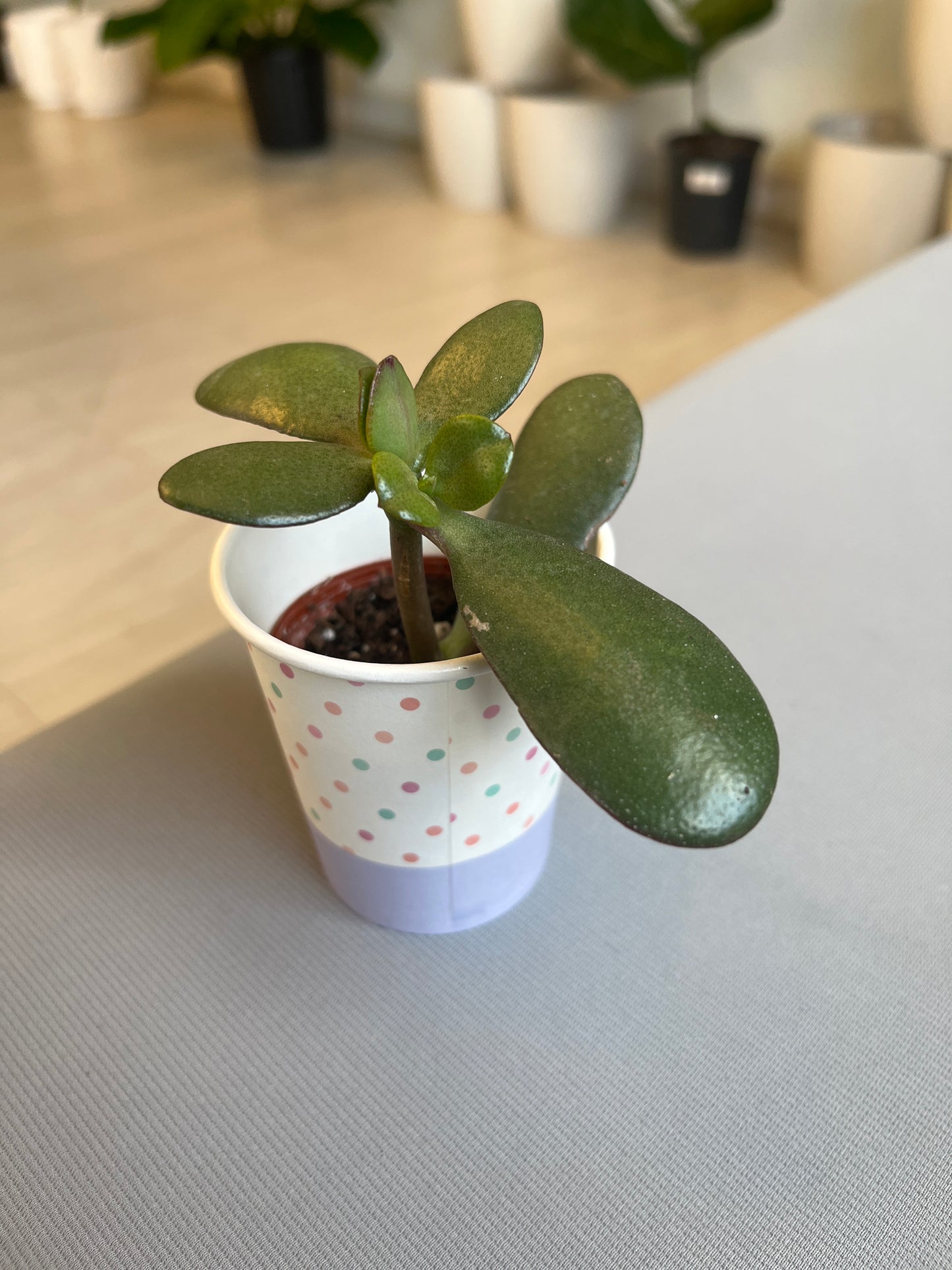 Crassula Ovata (Jade) 2”