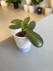 Crassula Ovata (Jade) 2”