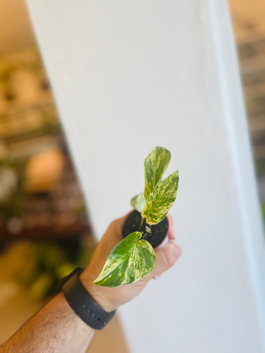 Potho Marble Queen 2”