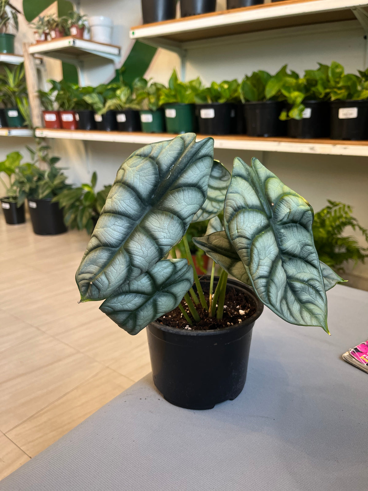 Alocasia Silver Dragon 5”