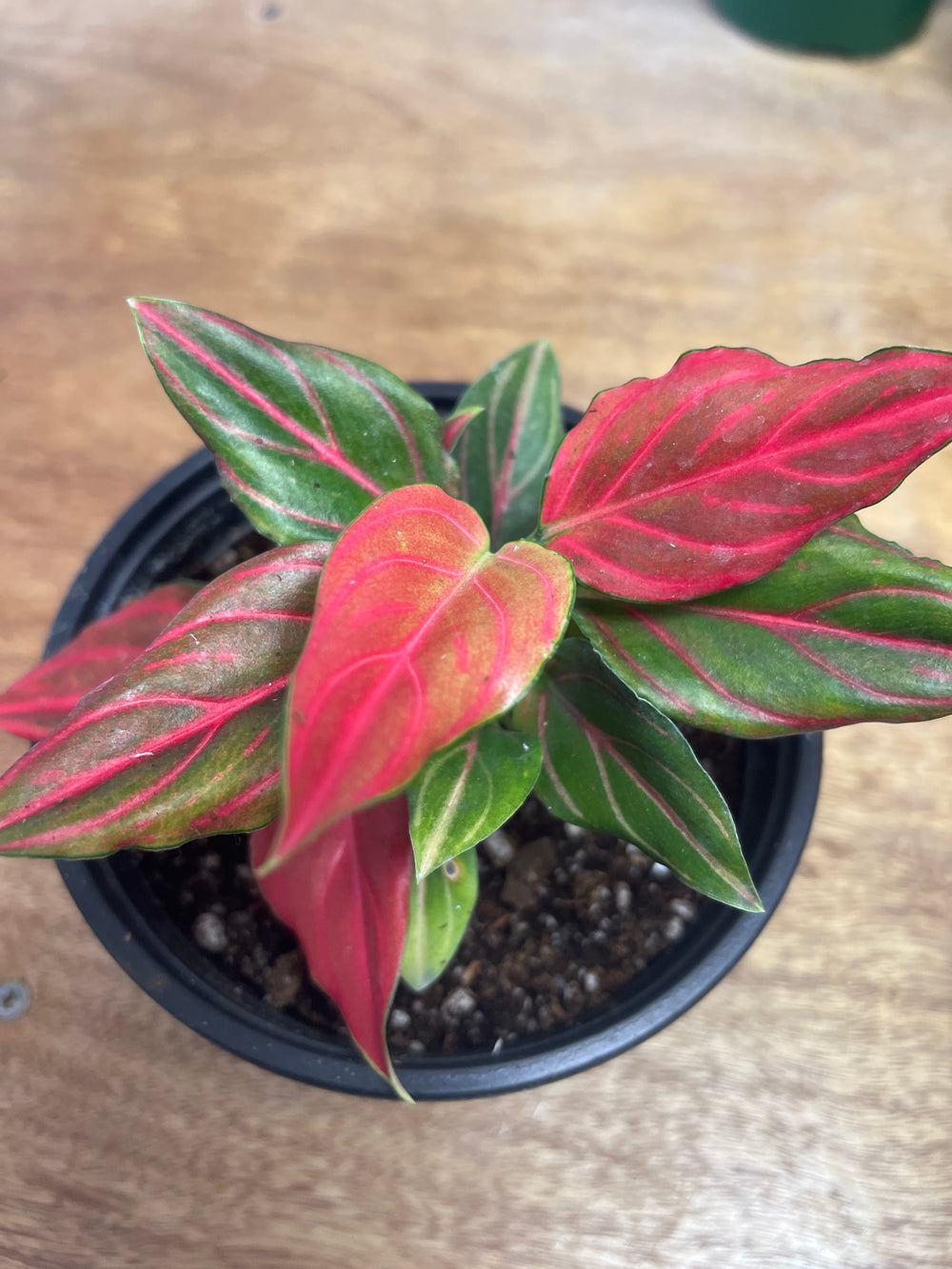 Aglaonema ‘Mojo Red’ 2”