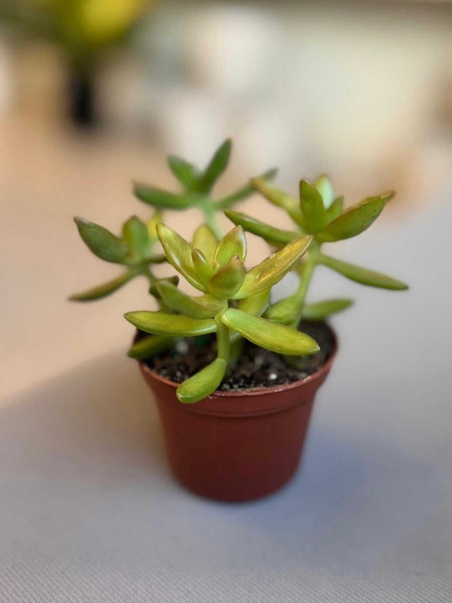 Golden Sedum